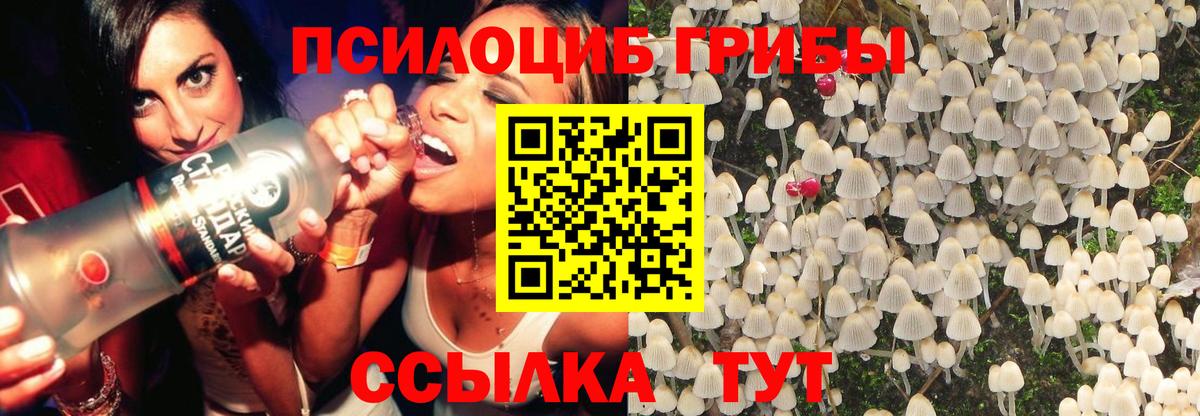Шуя  Галлюциногенные грибы MAGIC MUSHROOMS  купить наркотик  Псилоцибиновые грибы MAGIC MUSHROOMS  Вход с VPN 
